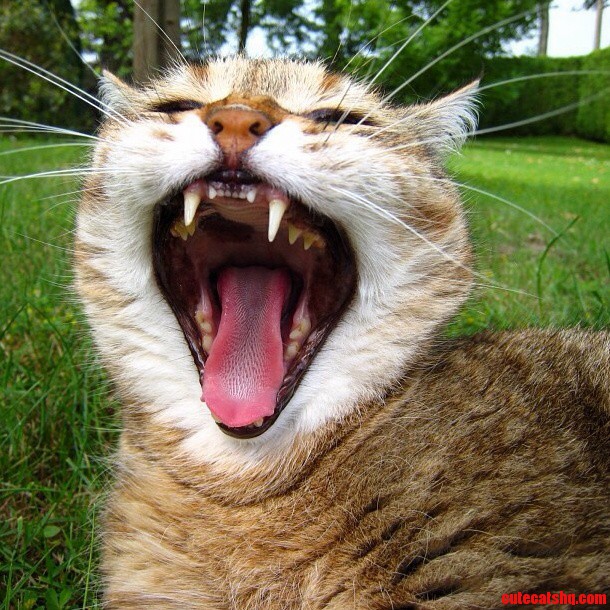 She Does Like to Yawn a Lot