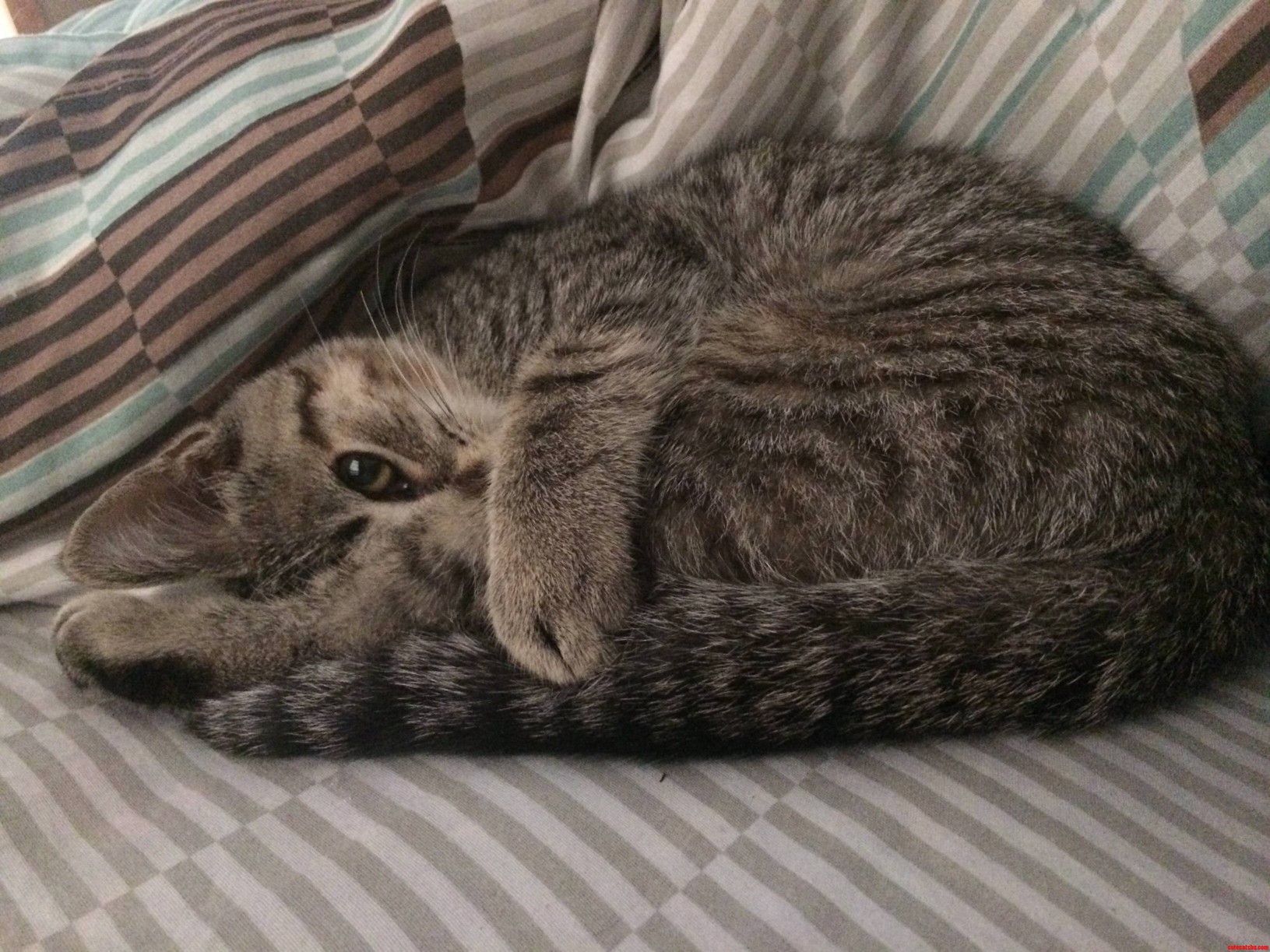 She Just Keeps Staring at Me and Purring Like This.