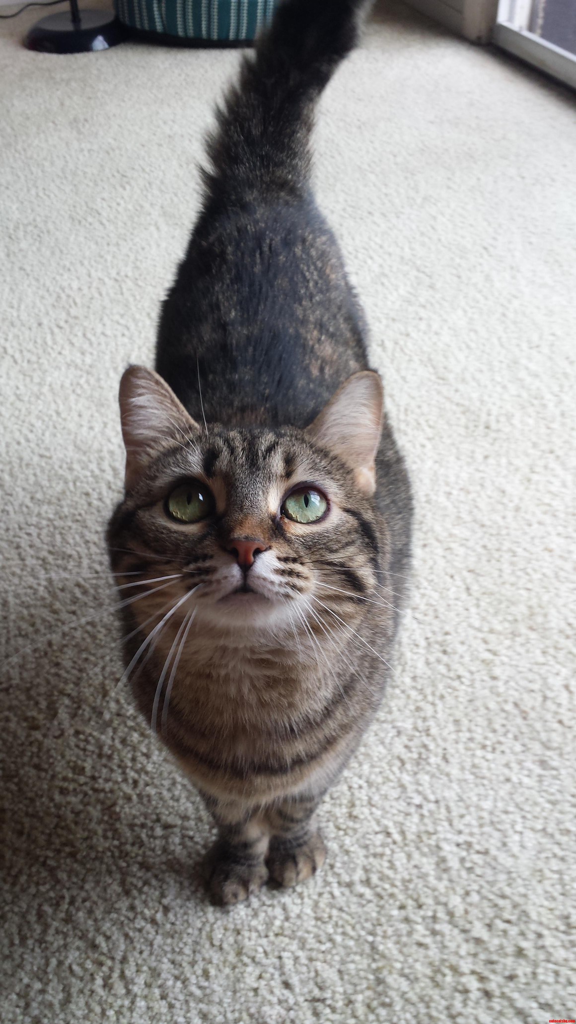 Shes the Best Cat That I Ve Ever Had. Meet Claudia.