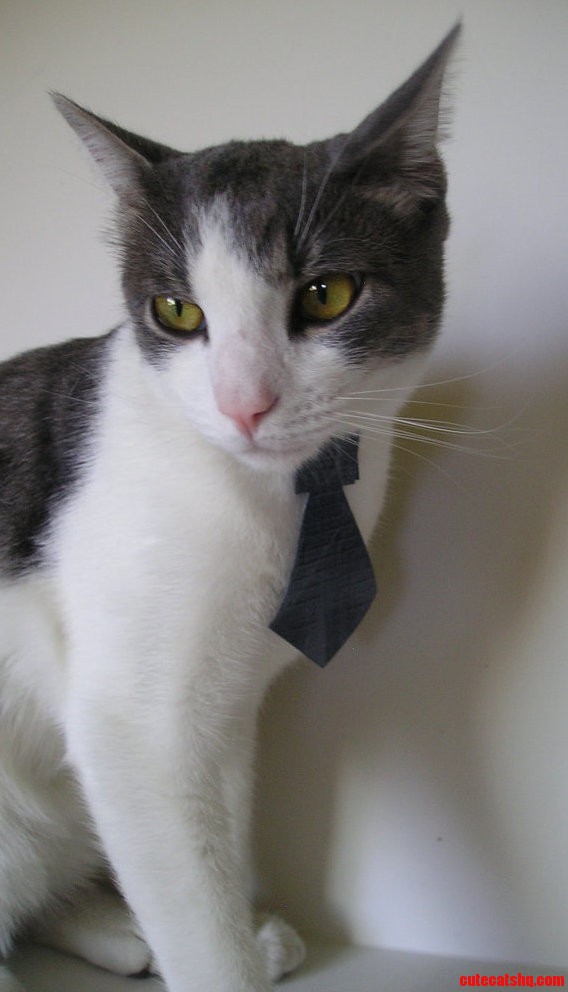 Simple and Stylish Cat