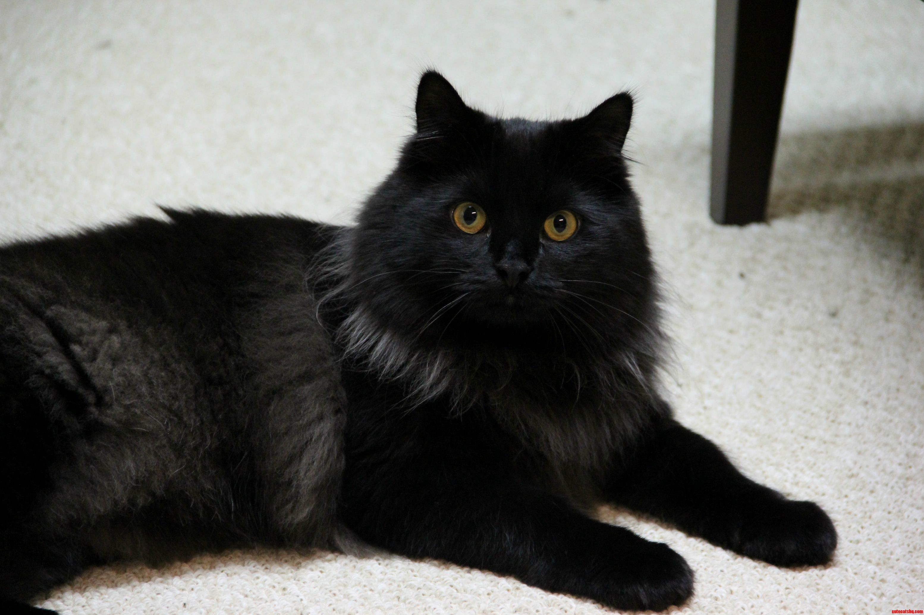 Sitting Handsomely.