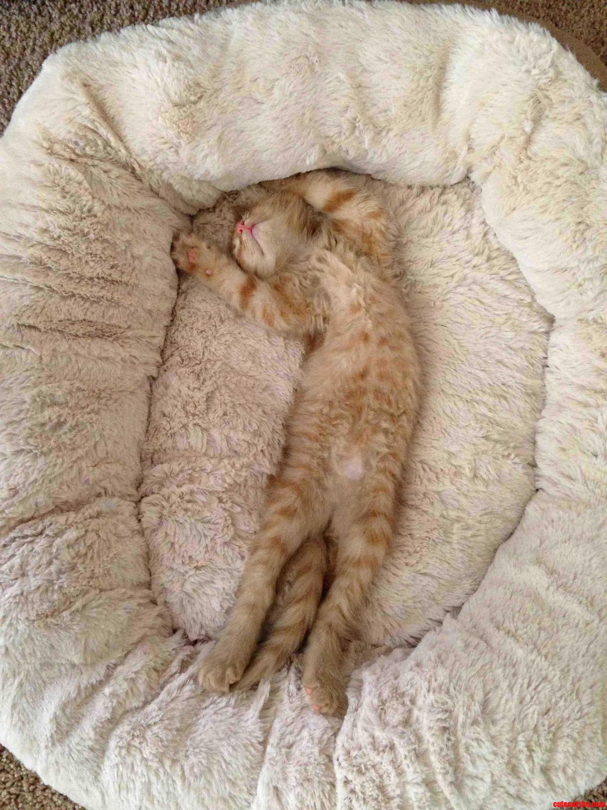 Sleeeeepy Kitty