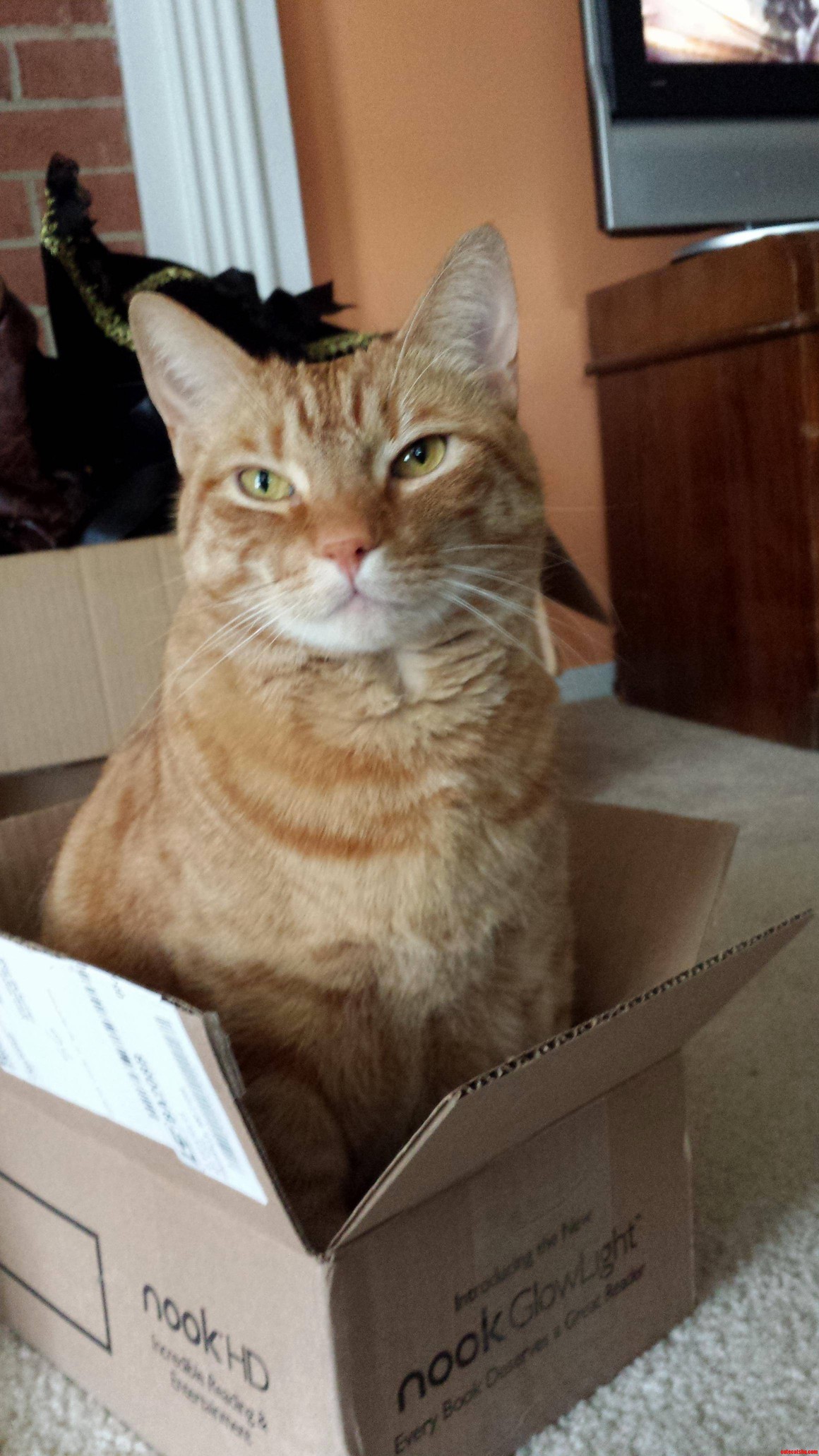 Smuggest Cat I Know
