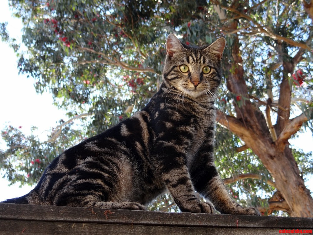 So I Found Out He Belongs to My New Neighbours. This Is Kevin.