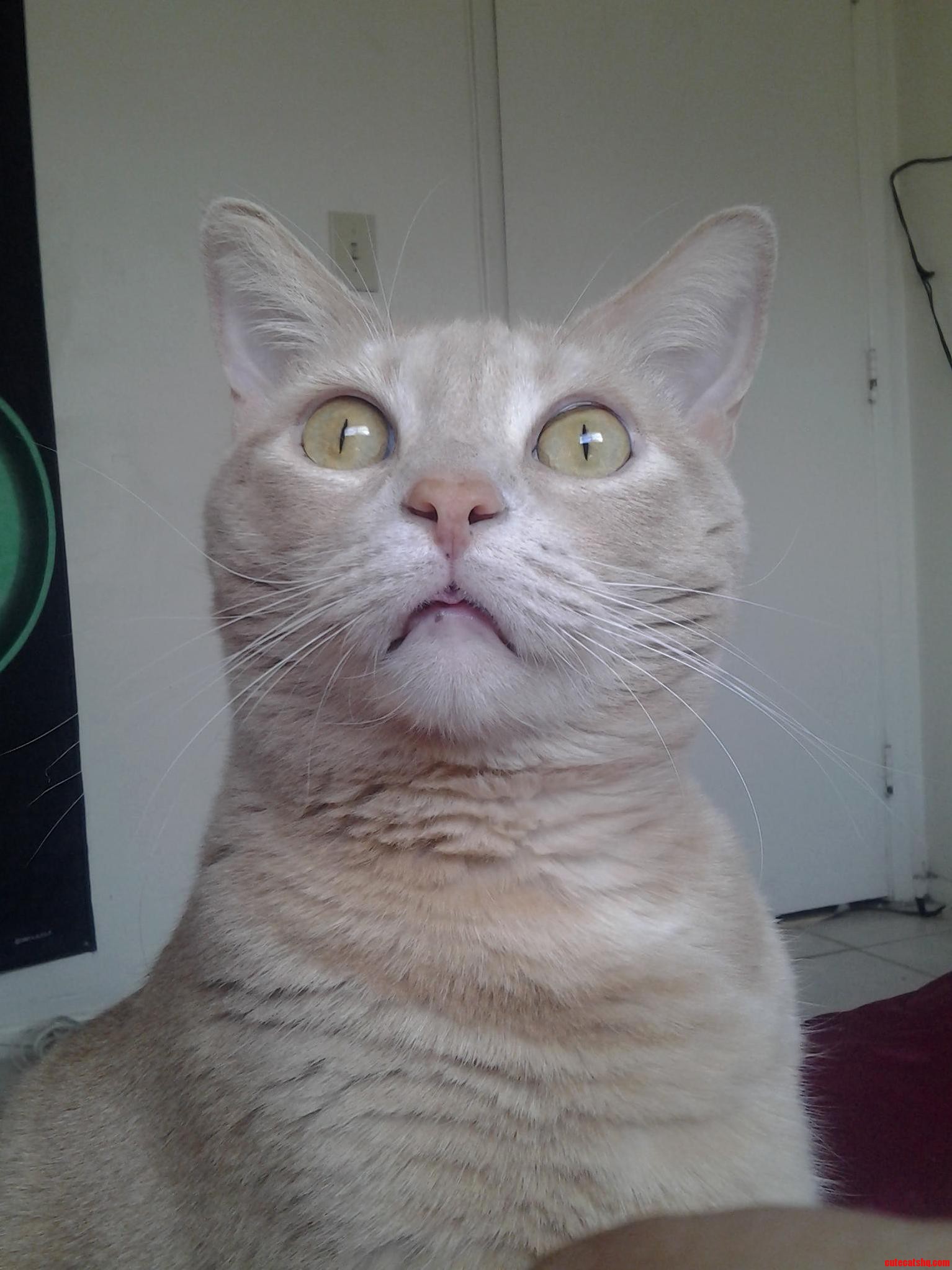 Sudden Clarity Cat