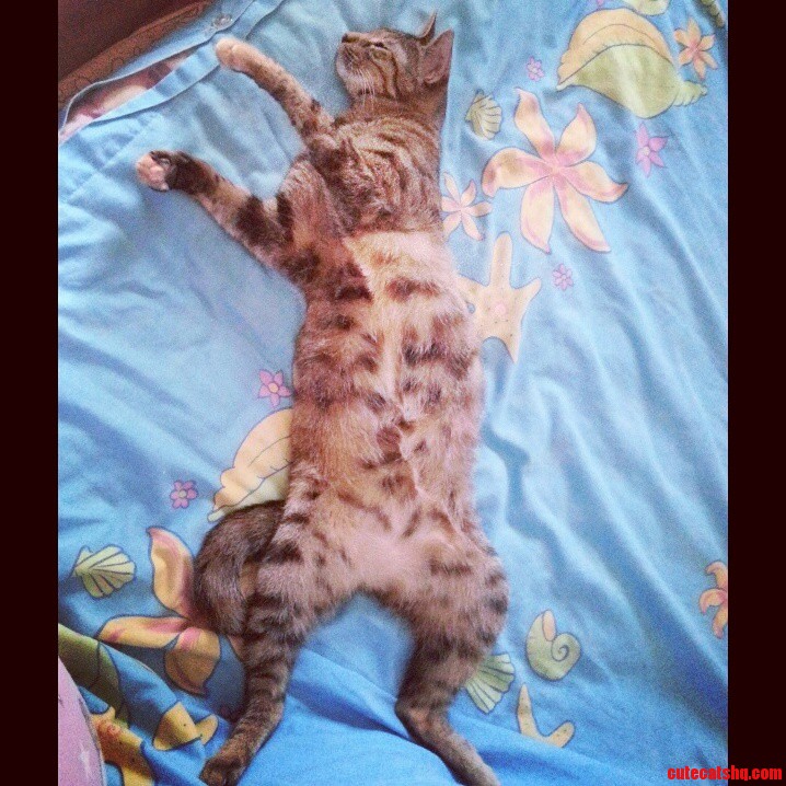 Taking a Nap Like a Boss