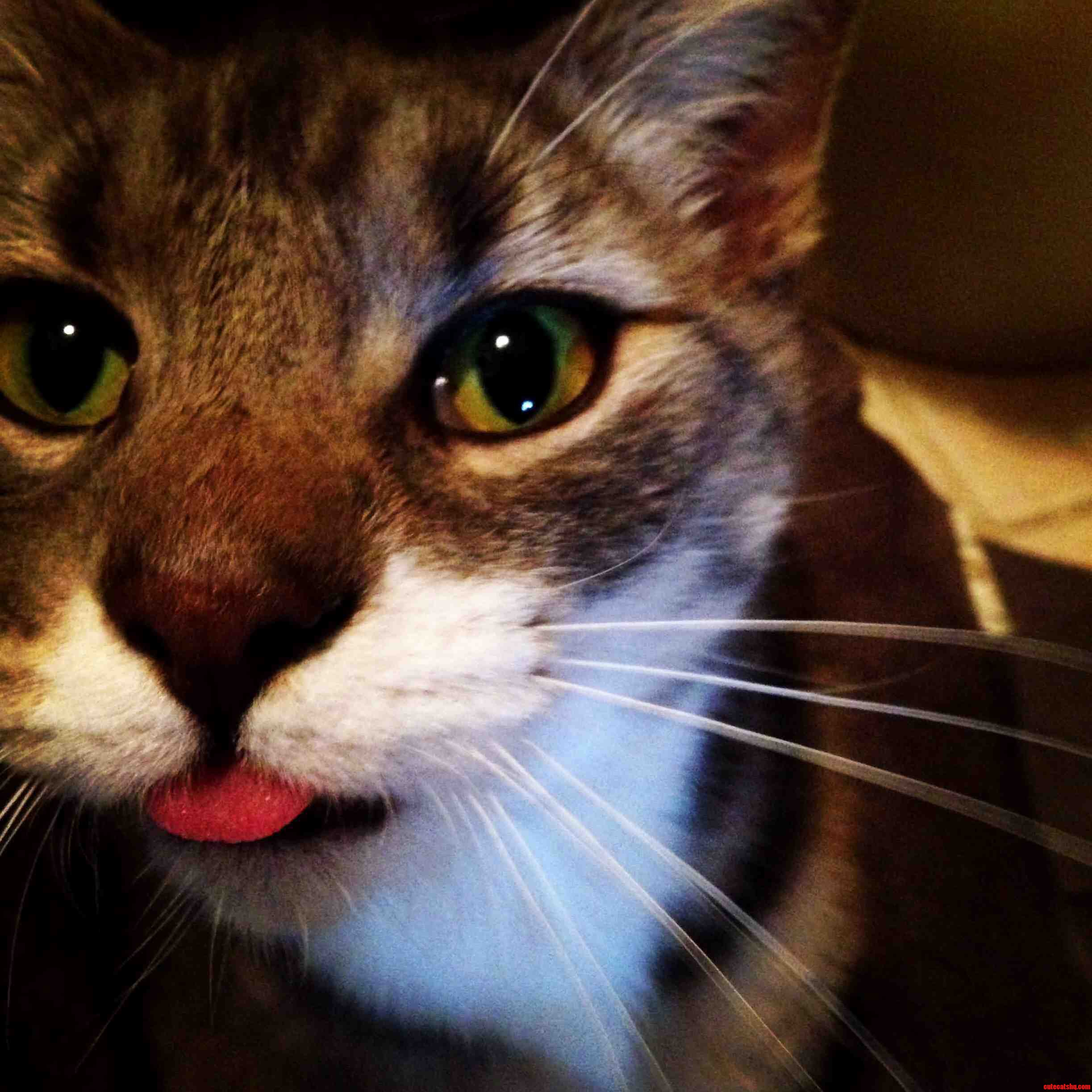 That Tongue