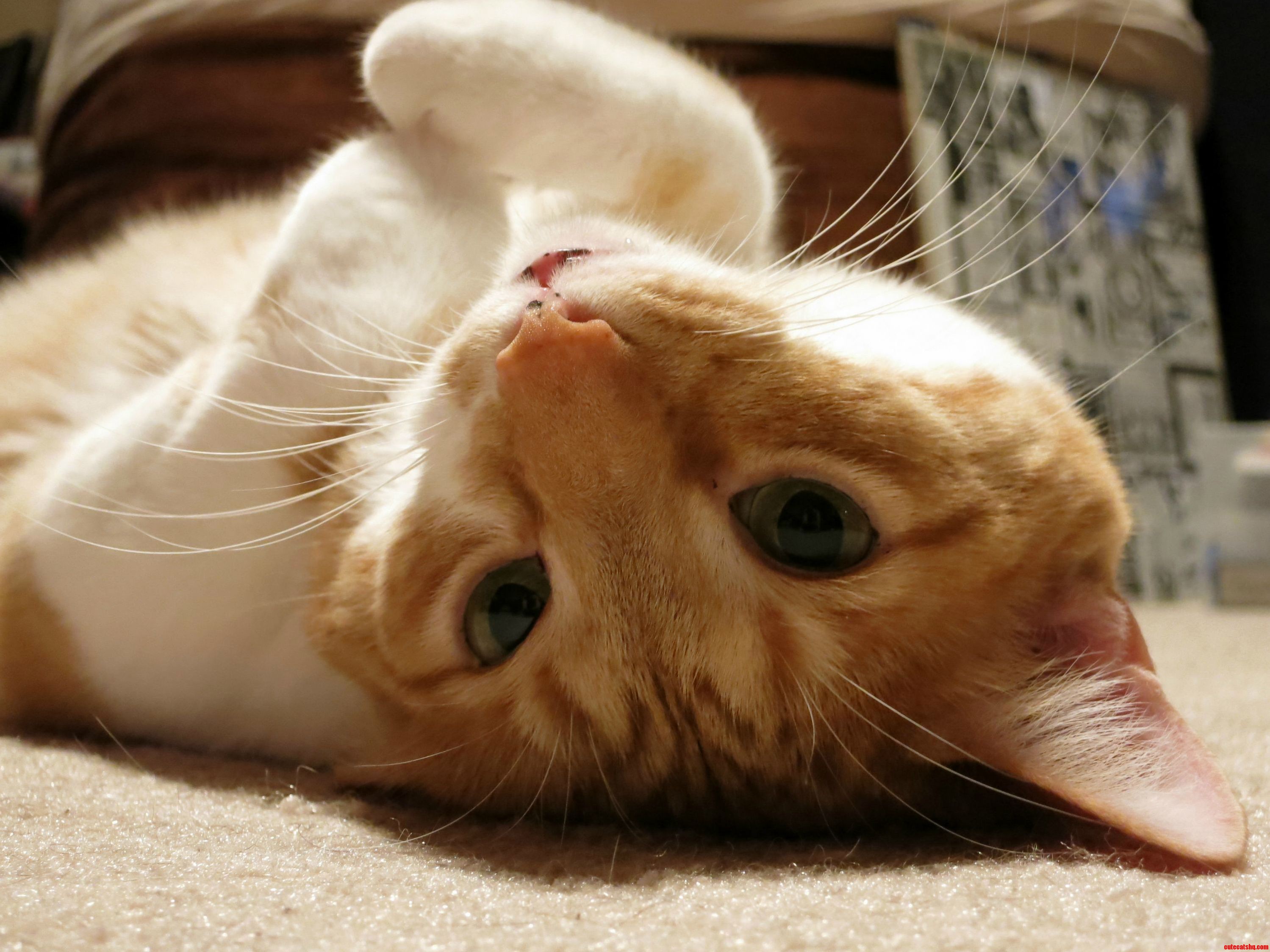 The Biggest Ham in the House Rupert.