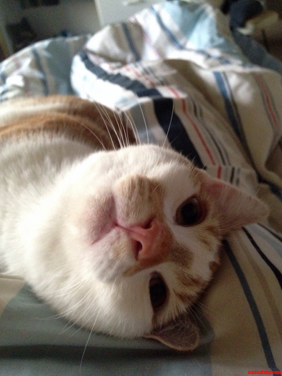 The Face I Wake Up to on My Chest Every Morning