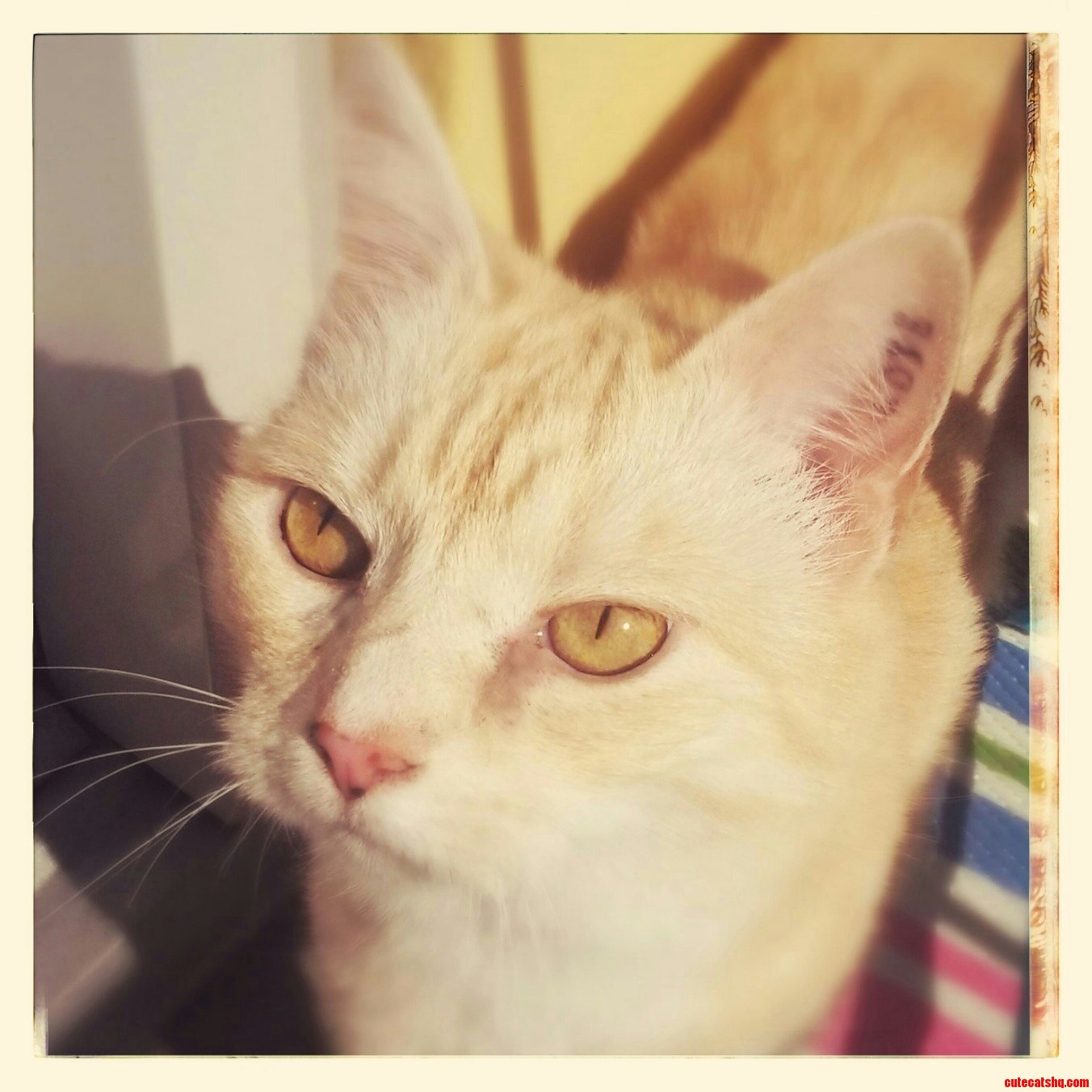 The King of Our House Turns 11 Today.
