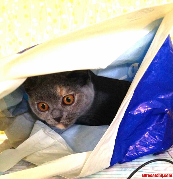 The Plastic Bag Suddenly Started Rustling...