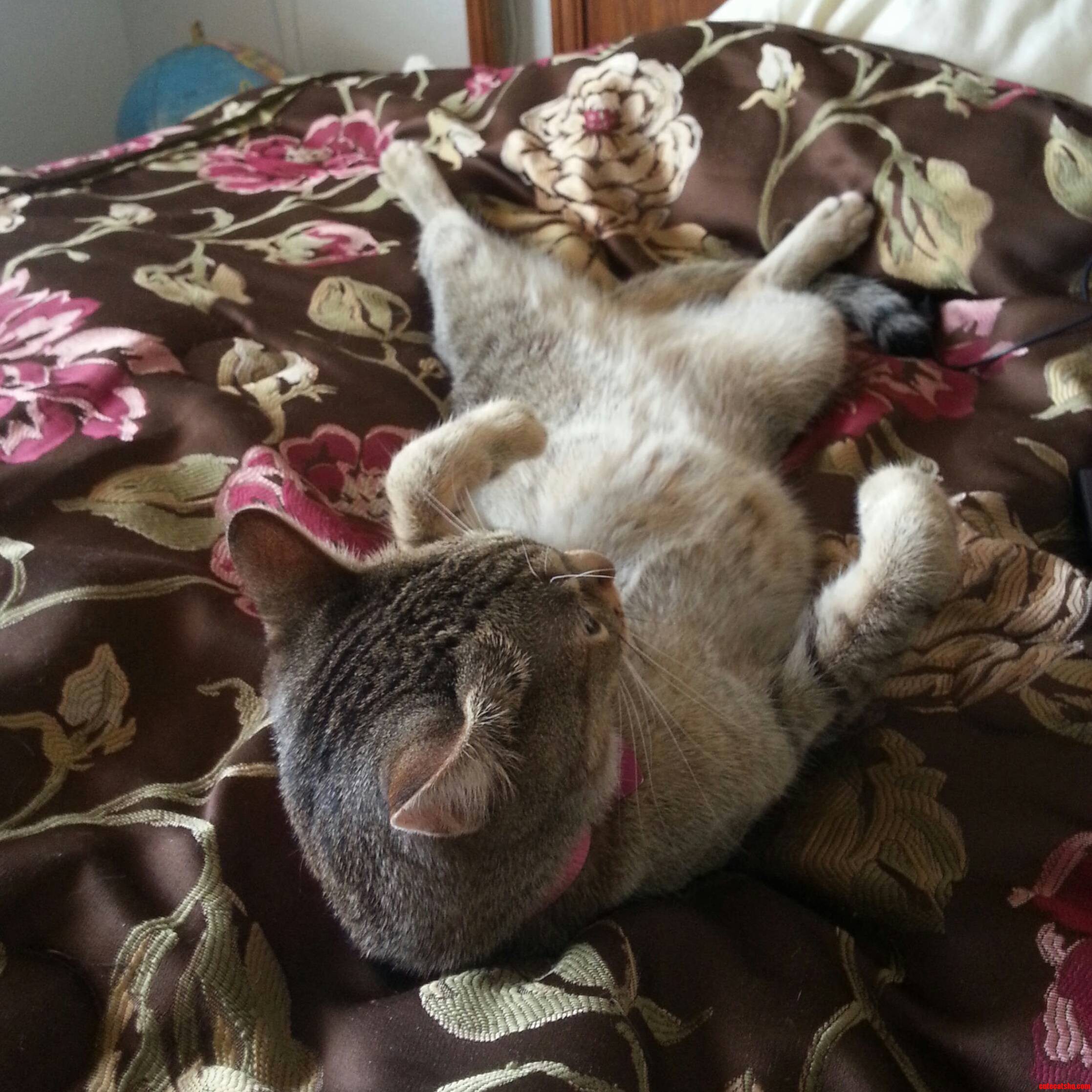 The Relaxing Bean