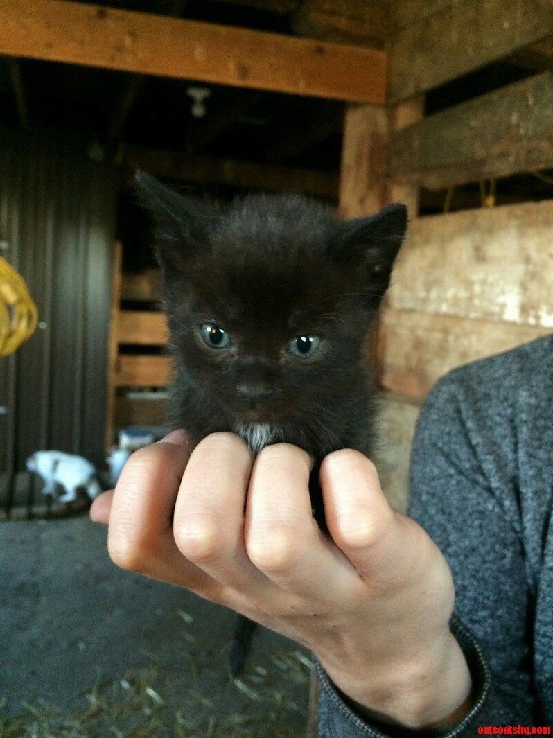 The Runt of the Litter