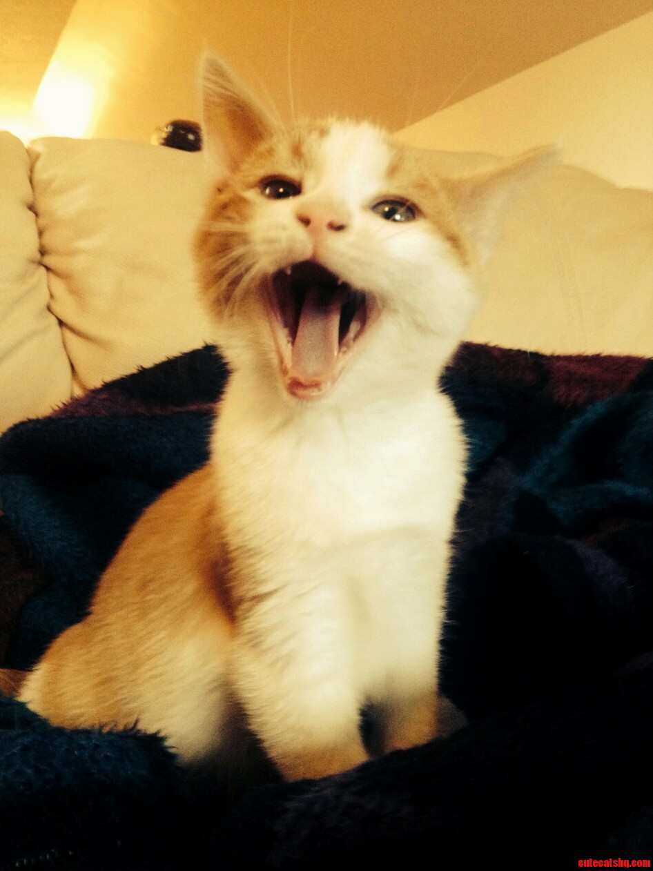 The Very First Picture I Took of My Cat