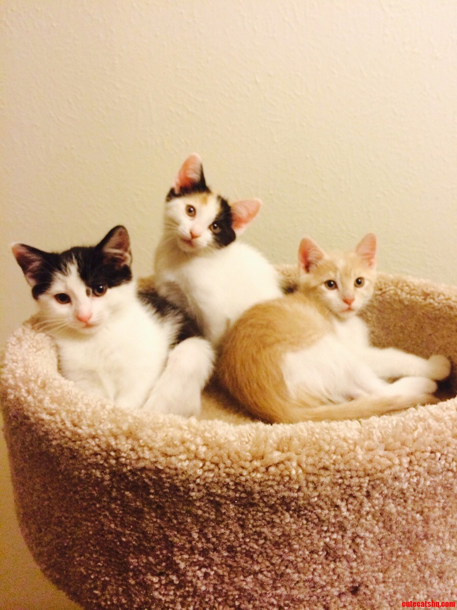They Couldnt Decide Who the King of the Tower Was