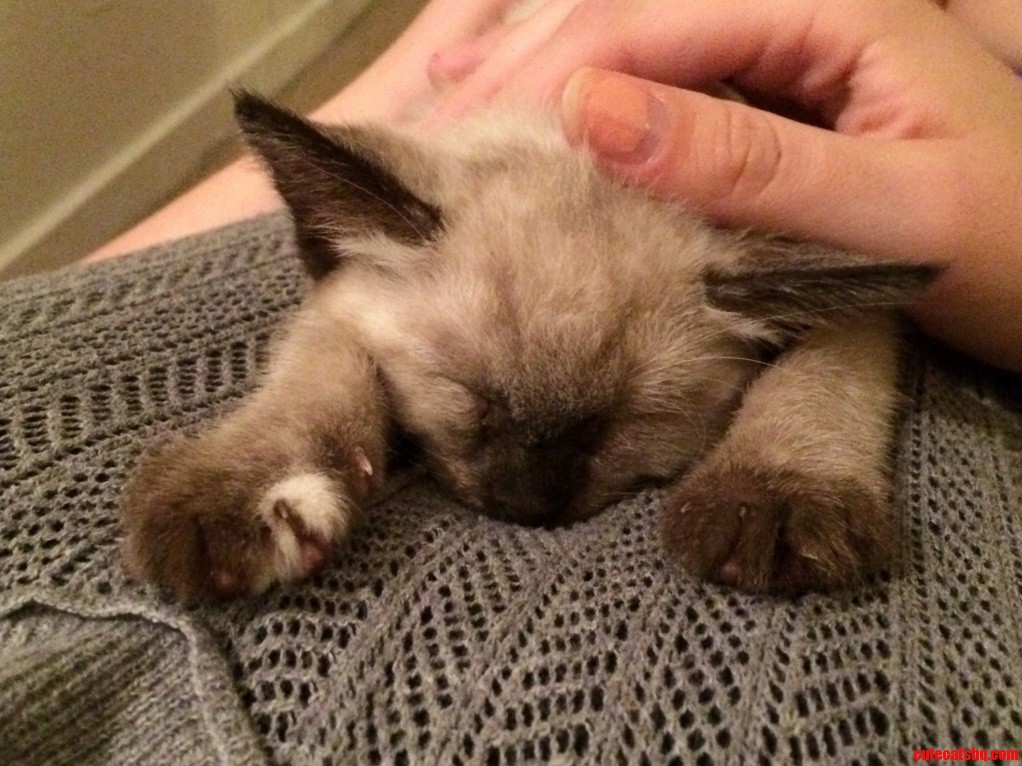 This Is How He Likes to Sleep