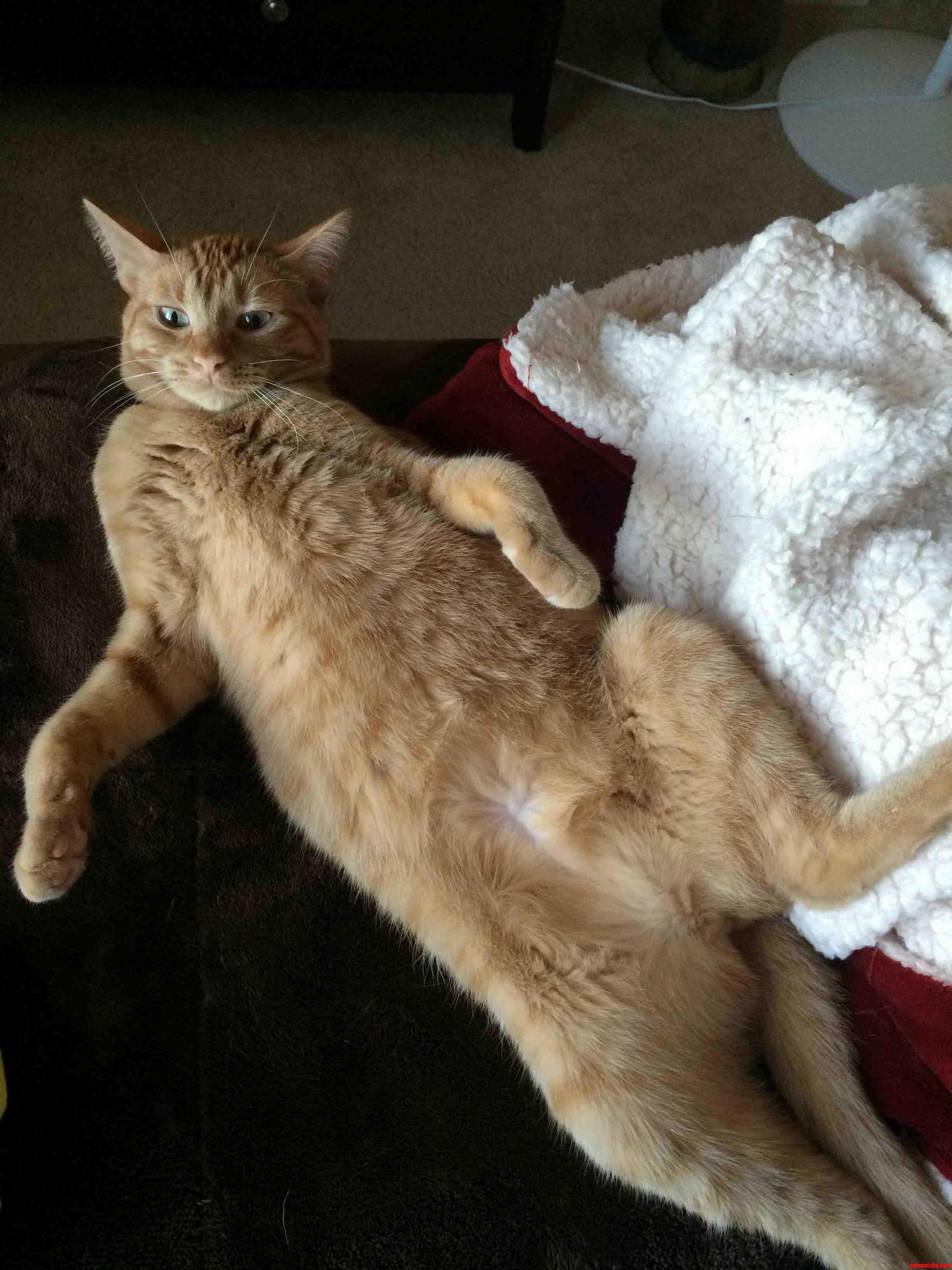 This Is How Sarge Likes to Lay Down. I Love Her.