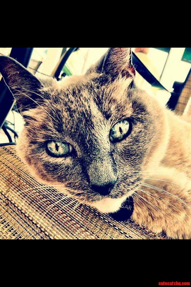 This Is My Cat Caesar. and He Loves You Just Wanted to Share