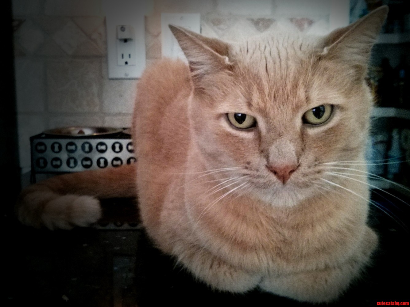 This Is My Cat Cruise. Hes a Ginger