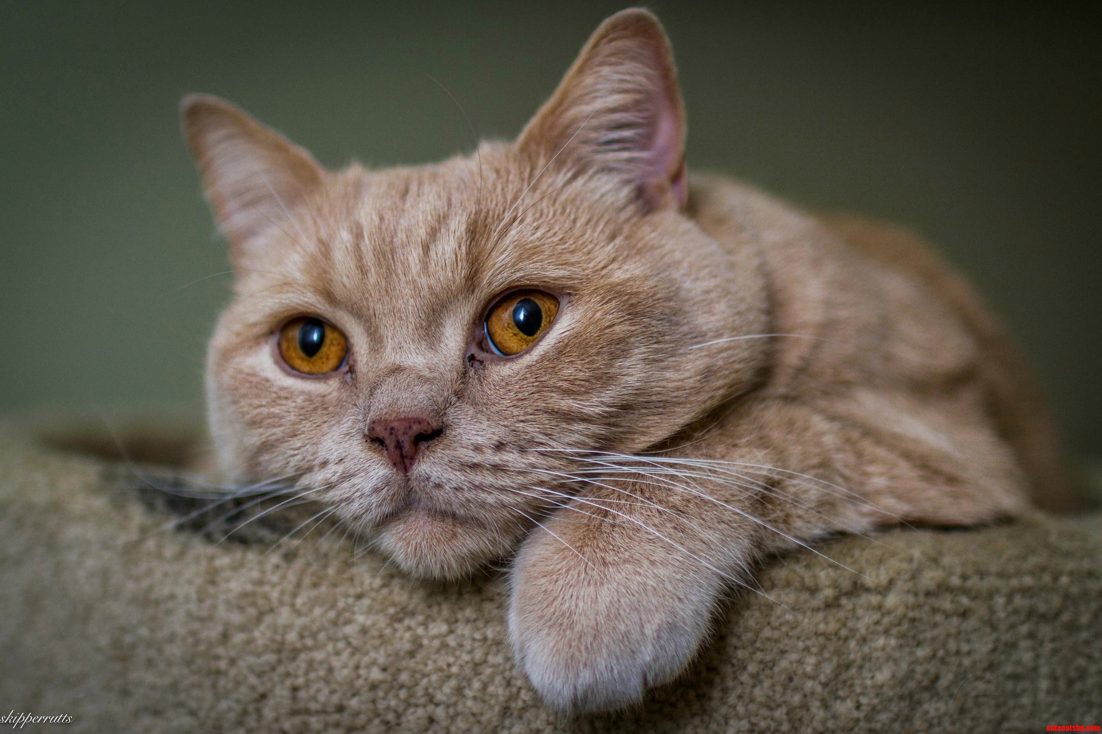 This Is Sharkbait. Hes My Best Friend and Very Handsome.
