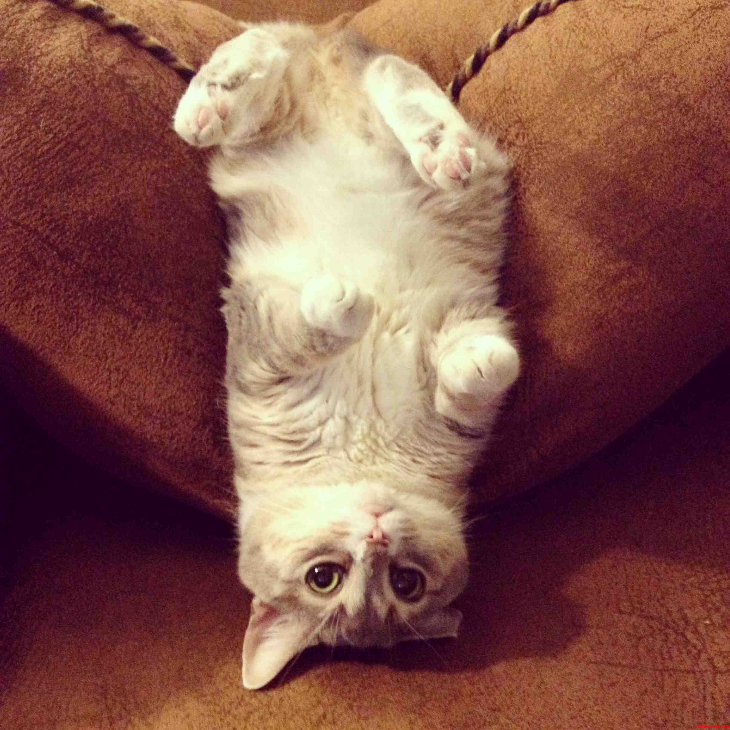 This Is the Only Cat Everyone Should Love