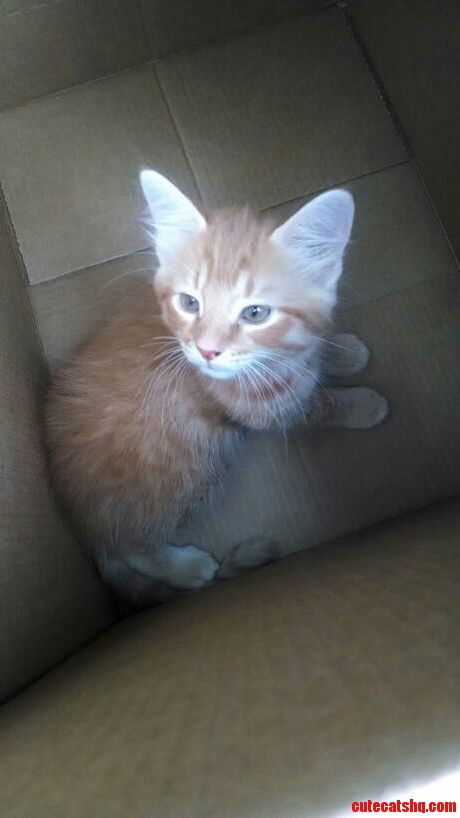 This Will Be My First Cat Ever. His Name Is Thor