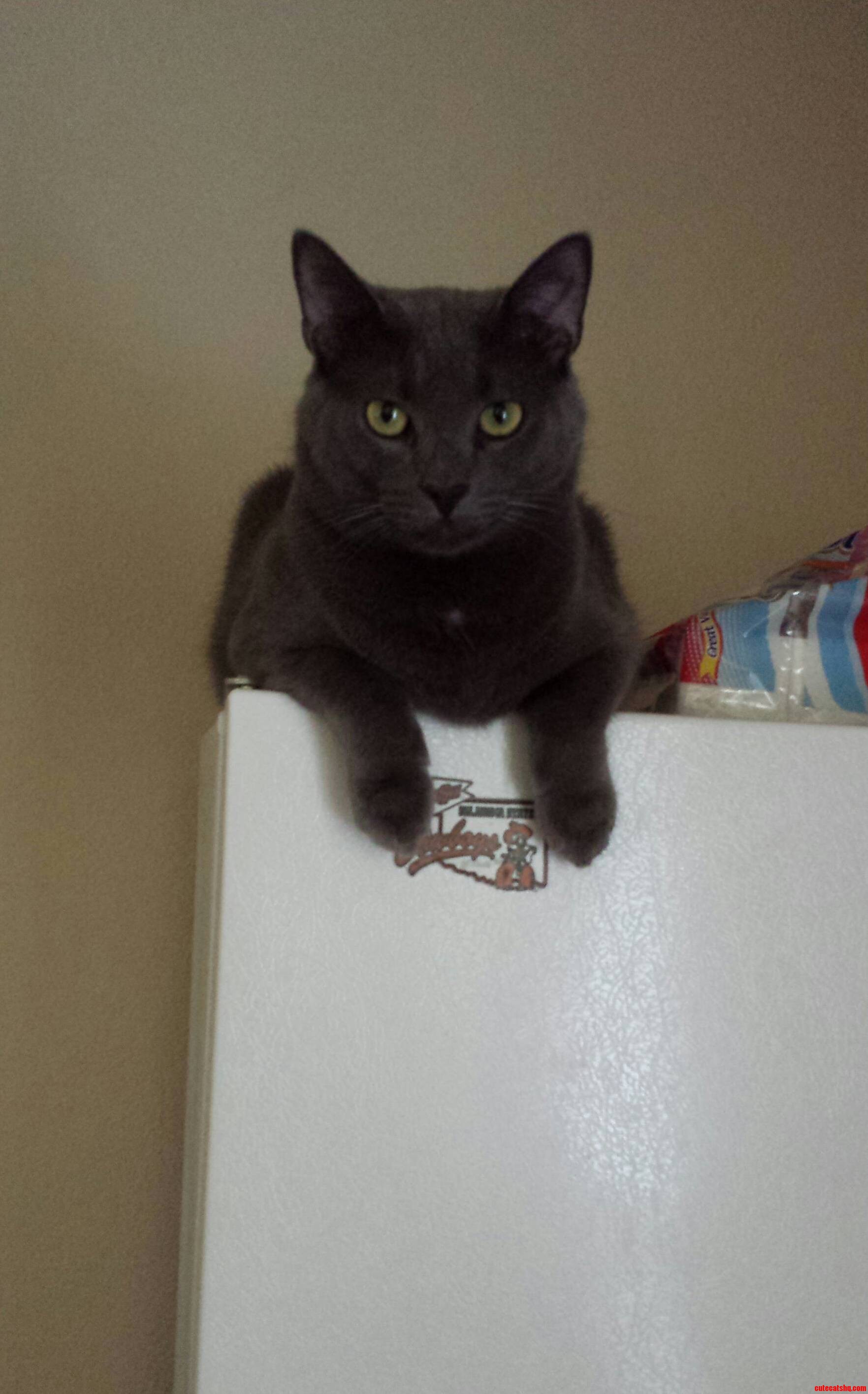 Tito Is the King of This Castle