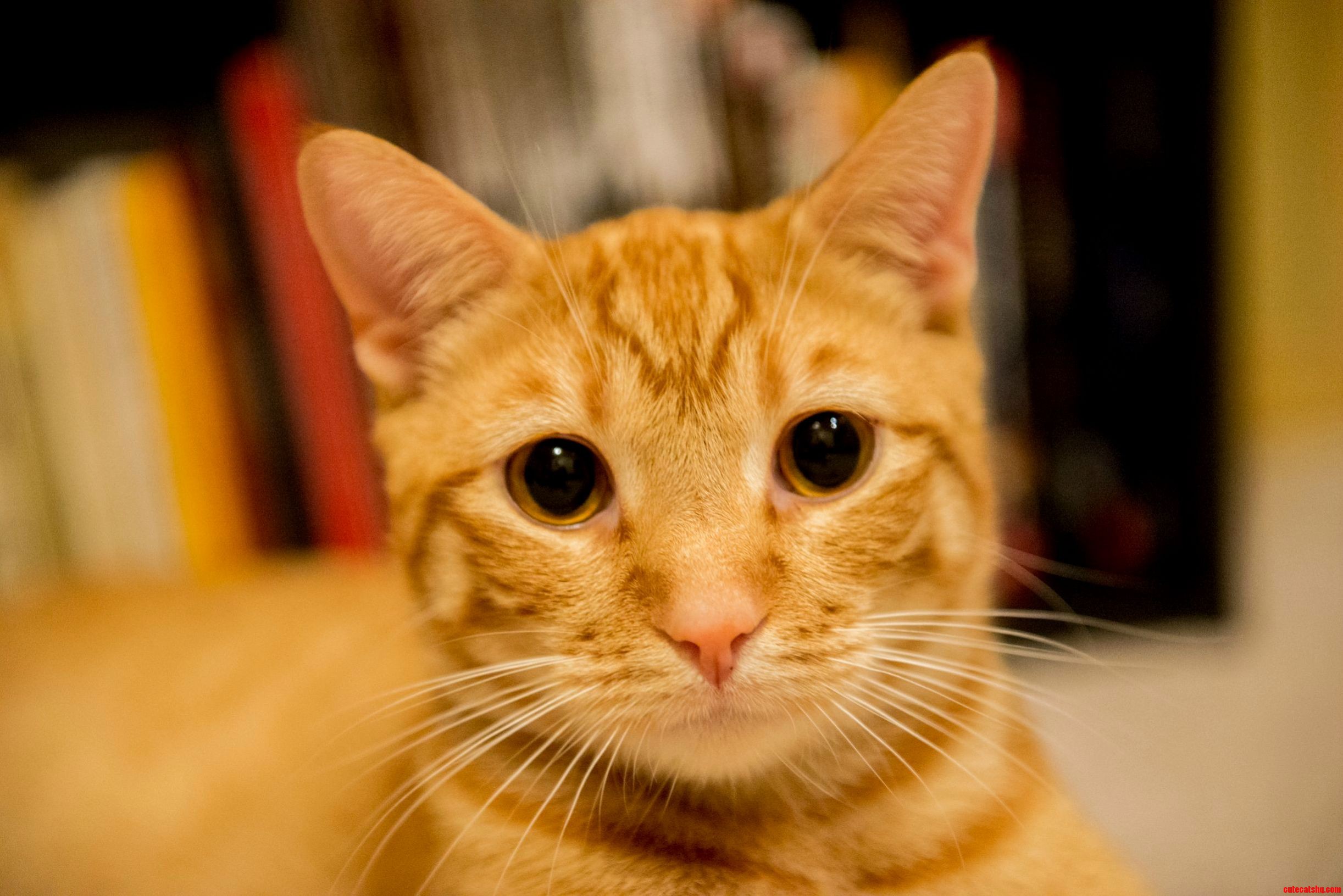 Toast Being Handsome.