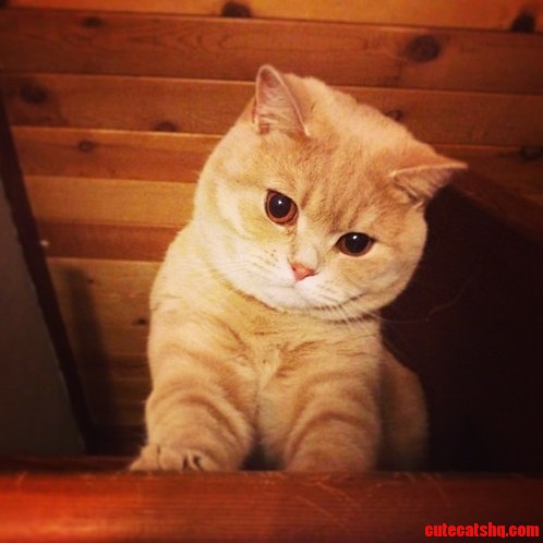 Uli the British Shorthair