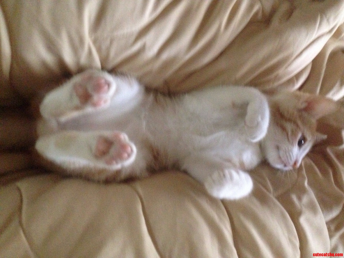 Upside Down Percy