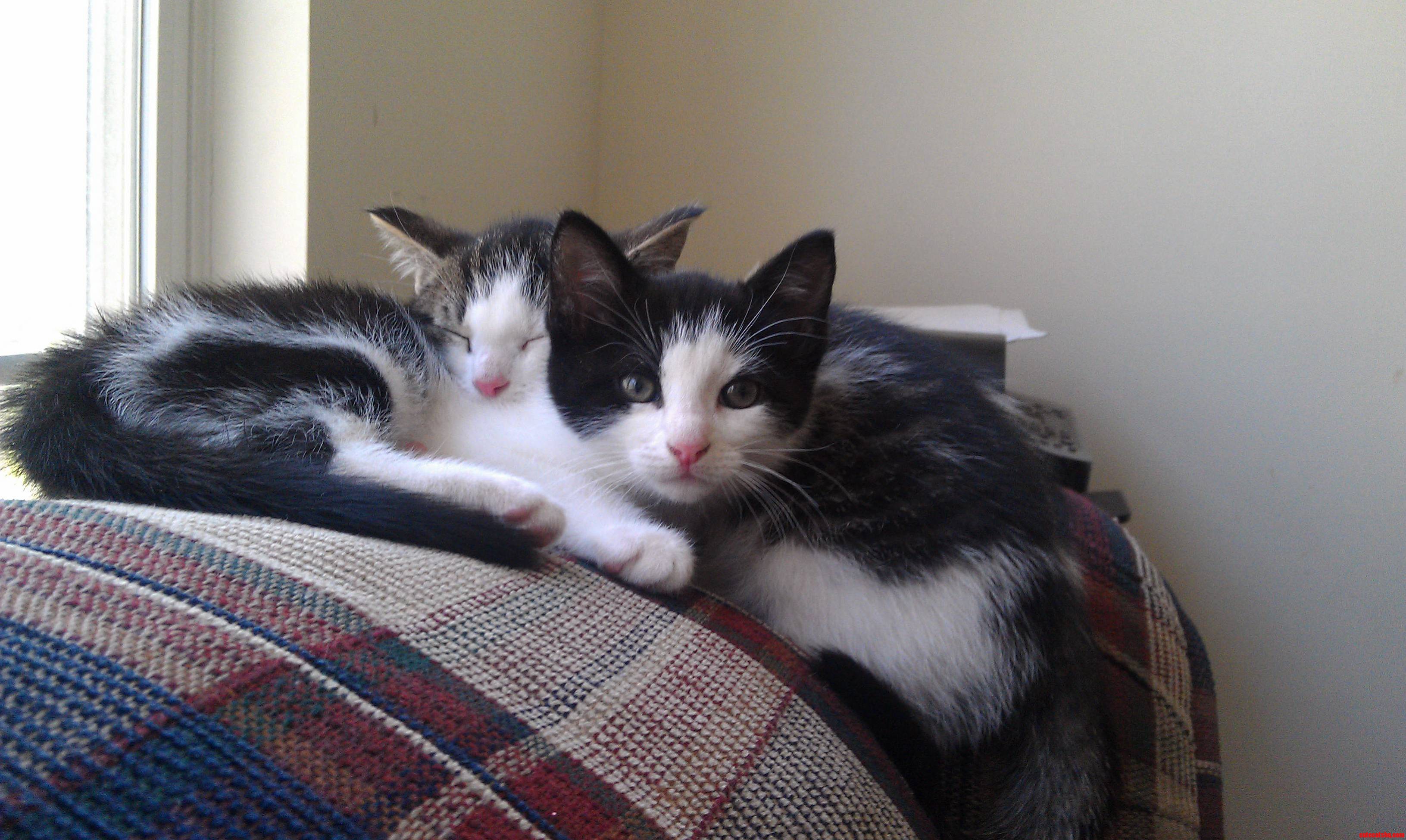 We Got Two Kitties Meet Oreo and Roosevelt aka Teddy