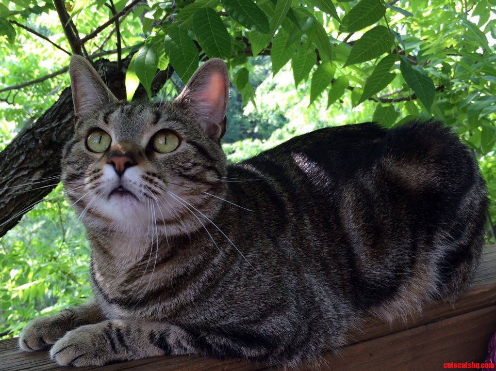 We Trained Our Indoor Cat Louie to Just Stay on the Deck. He Doesnt Leave Our Property.