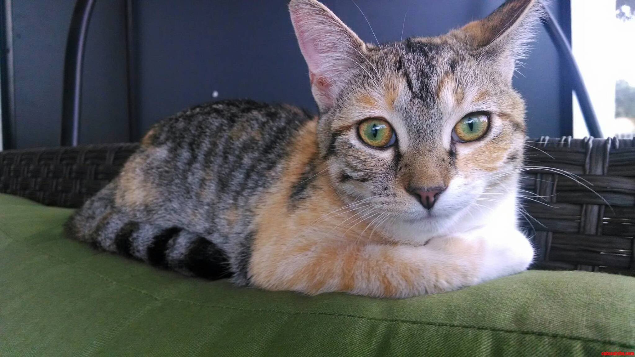 Went to a Barbecue. Spent the Most of My Time Trying to Get This Gorgeous Girls Attention.