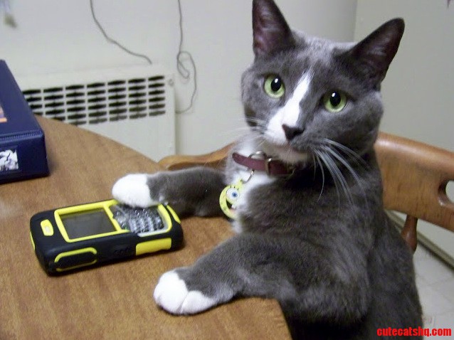 What Do You Mean Blackberry Is So 2004