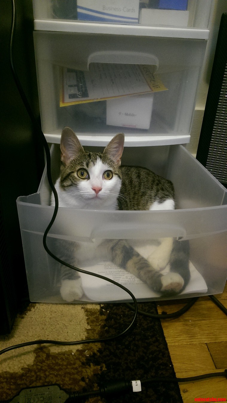 What Do You Mean Im Adopted