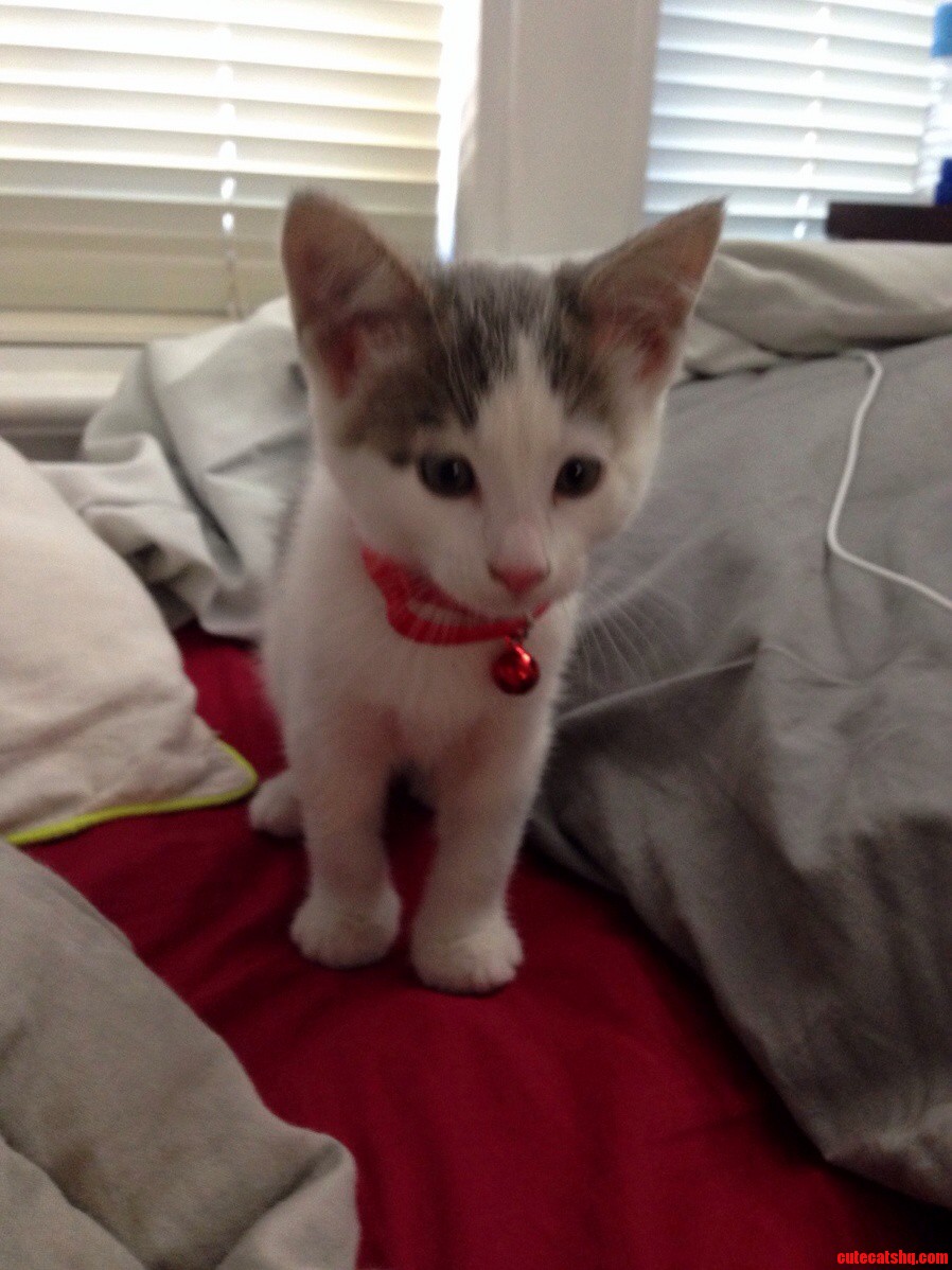 What Kind of Cat Is This