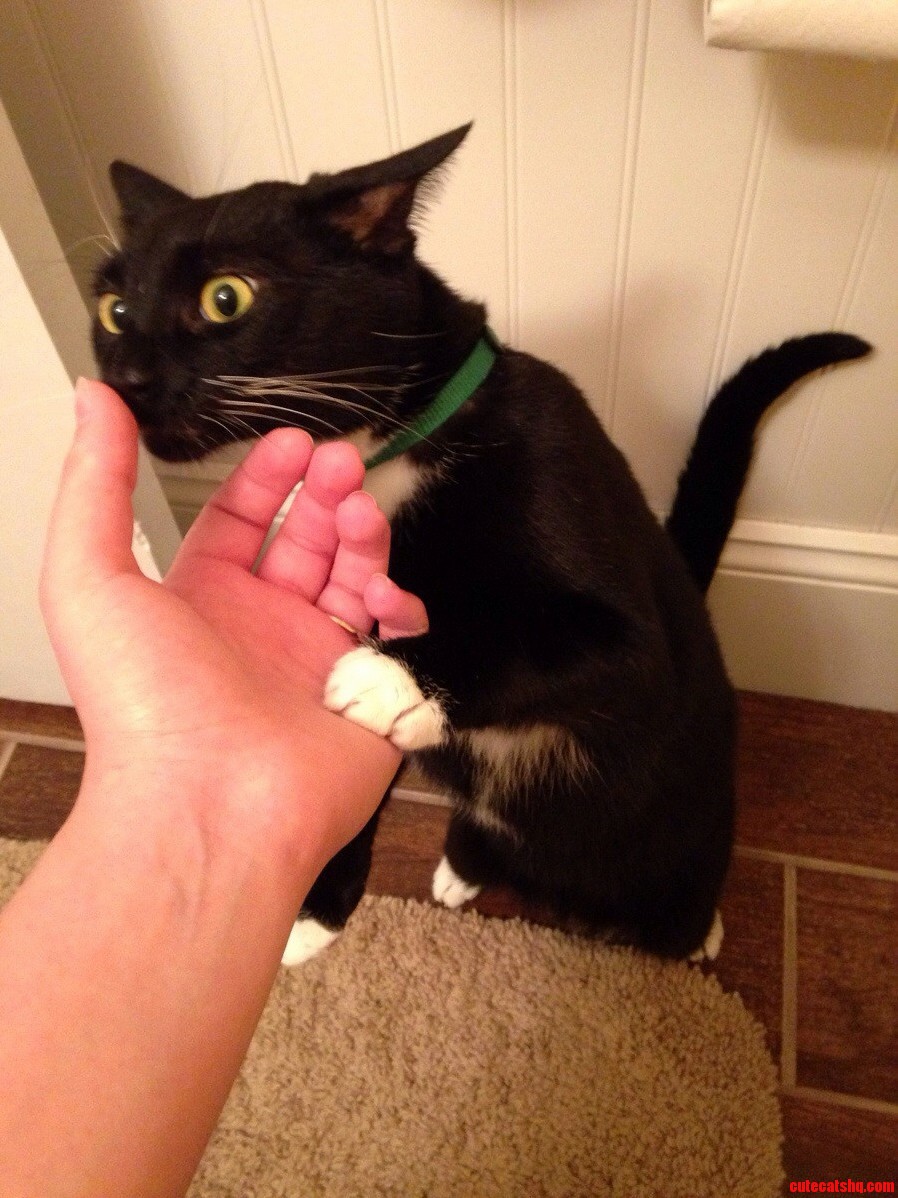 When Your Cat Smells Another Cat You Ve Been Petting....