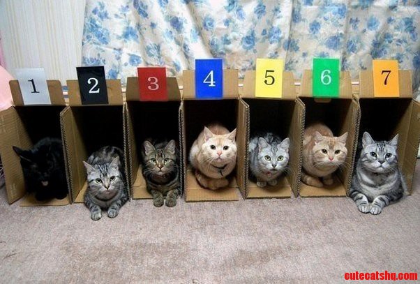 Why Cat Racing Is So Awesome.