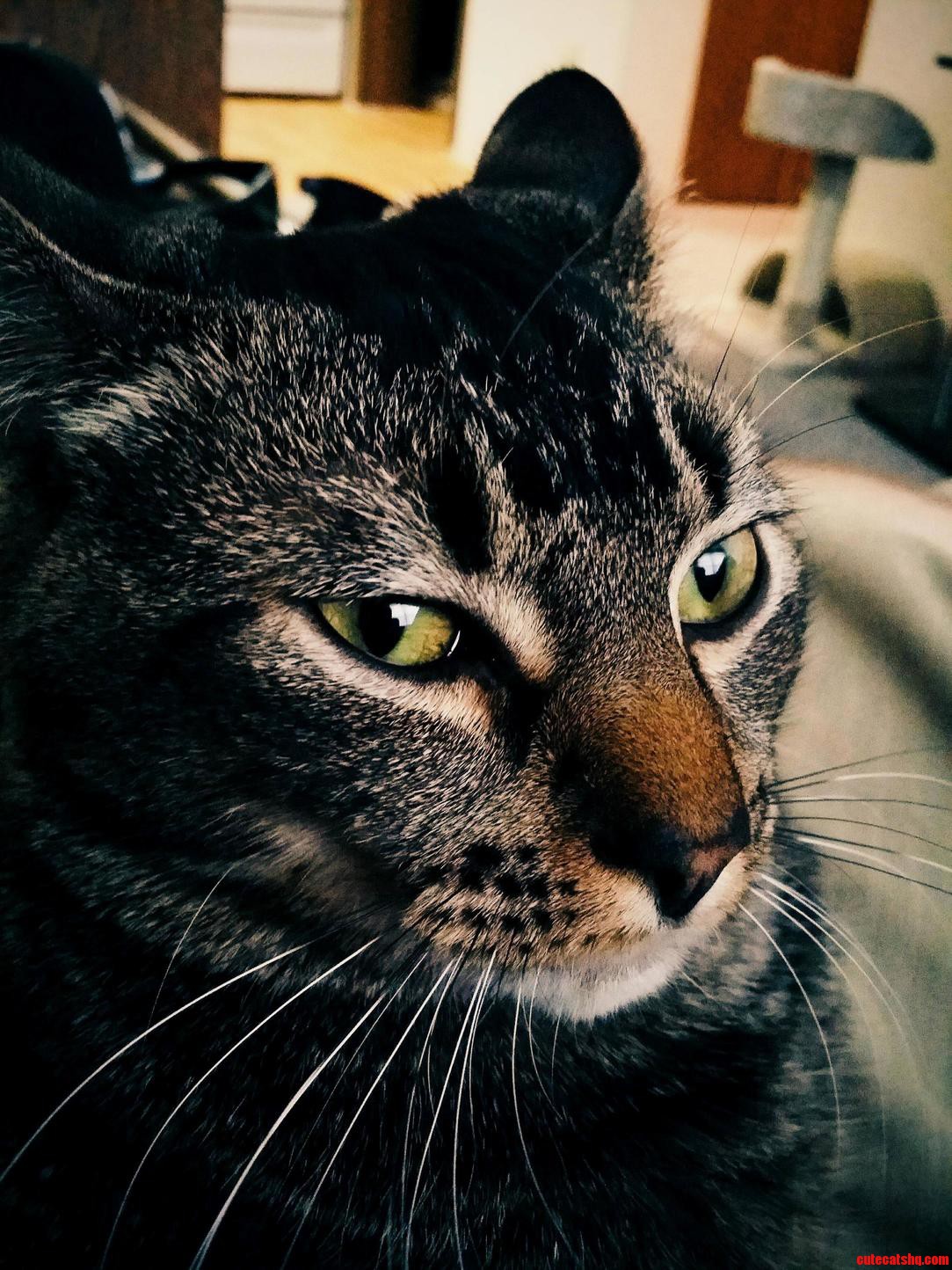 Why Did You Stop Petting Me