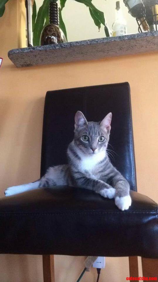 Wireless Webcam for My Cat Tango Live-stream Cat Action