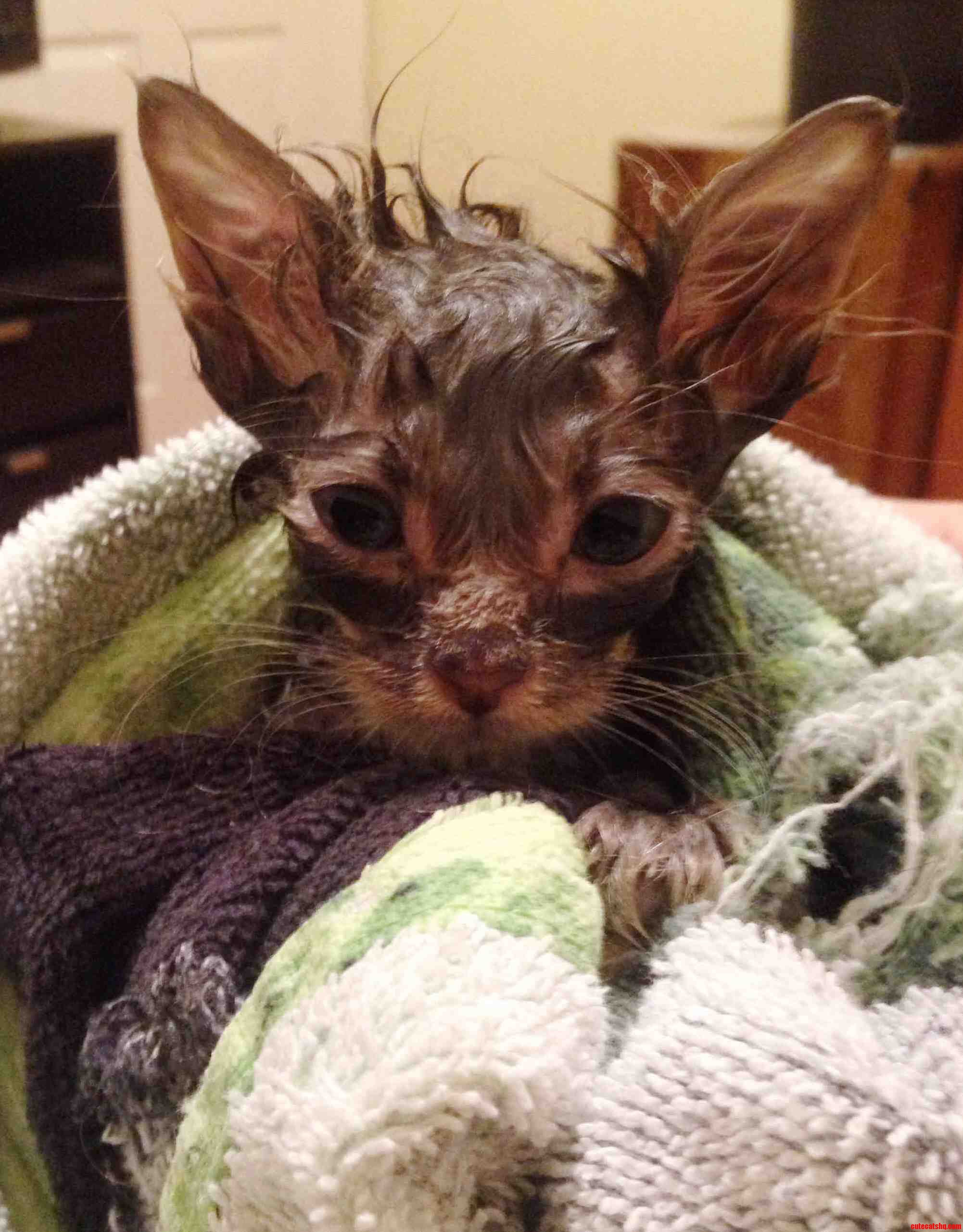 You Have Betrayed Me Human.