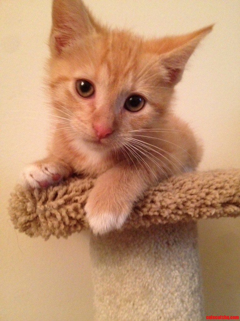 Young Lionel. Our New Little Monster.