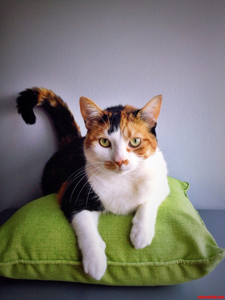 Zion Kitty Loves to Pose for the Camera