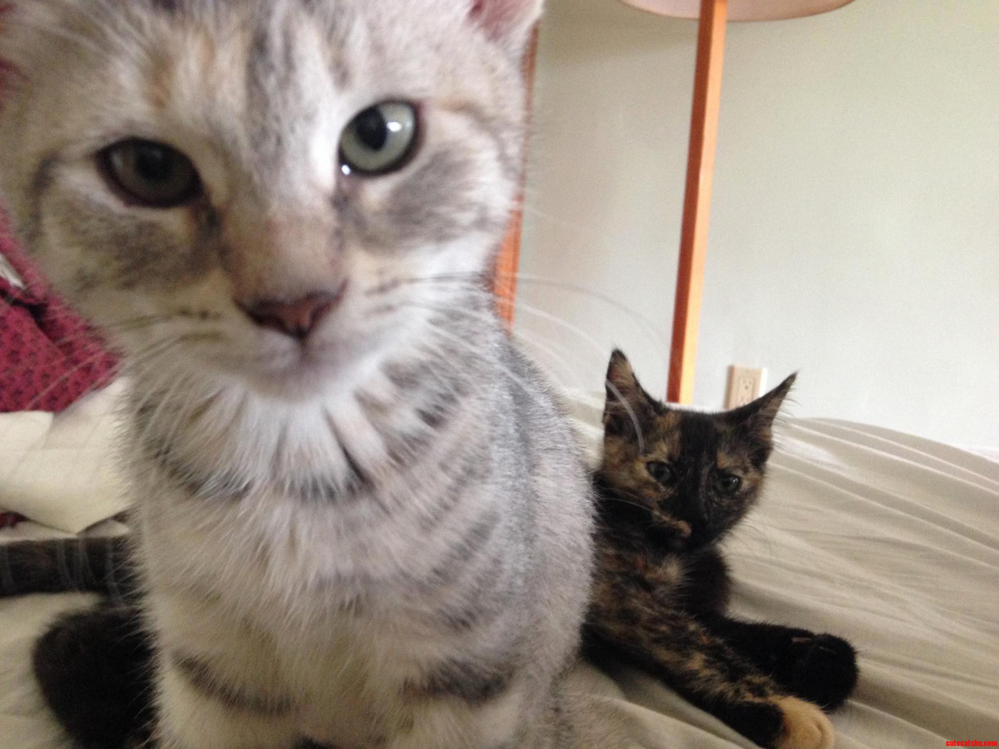 2 Weeks Ago I Rescued These Cute Litter Mates