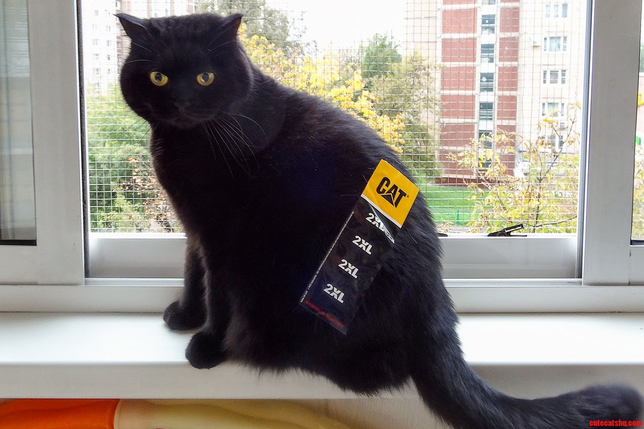 2xl Cat. Measured and Certified by the Chamber of Weights and Measures in Paris.