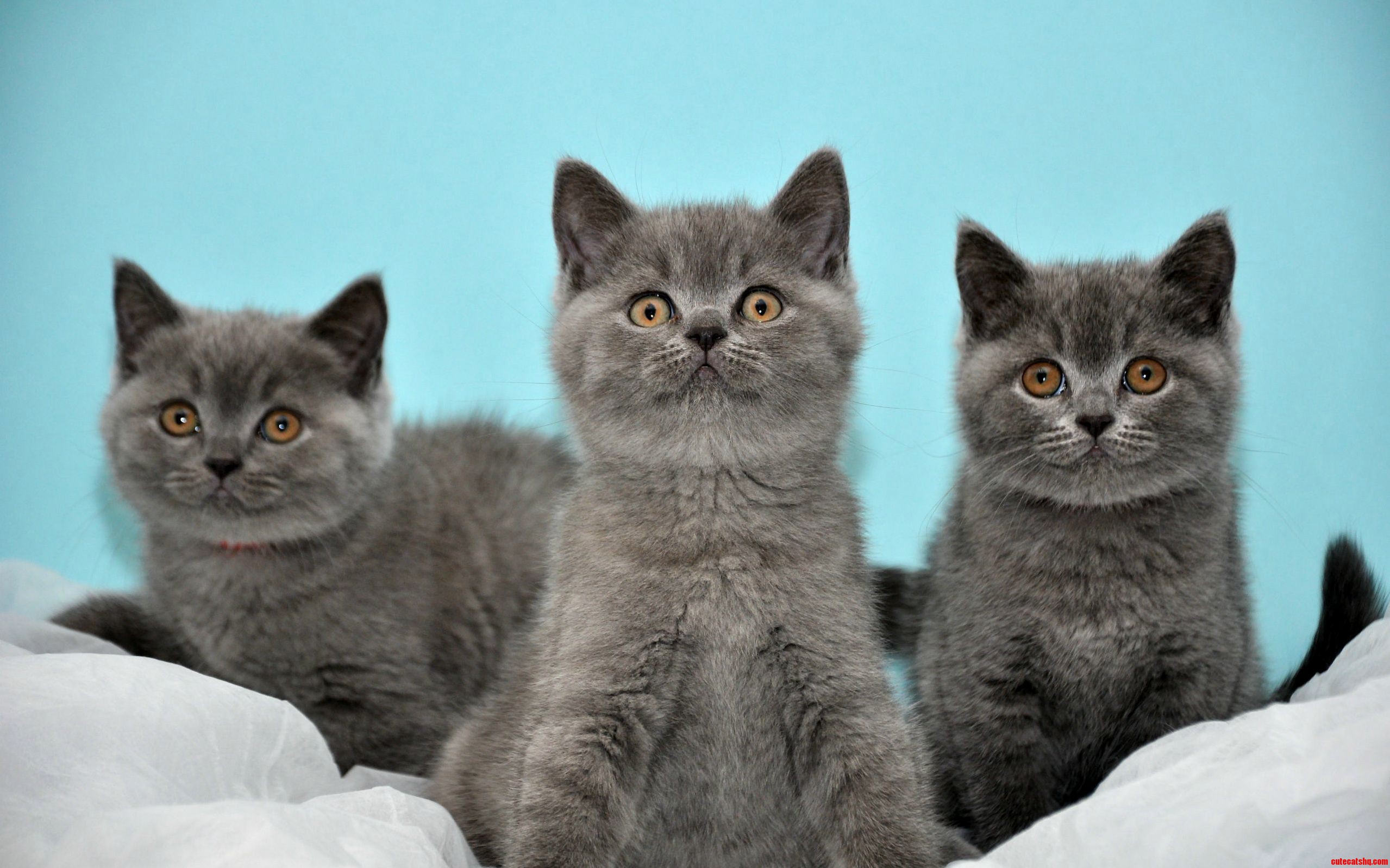 3 Bosses