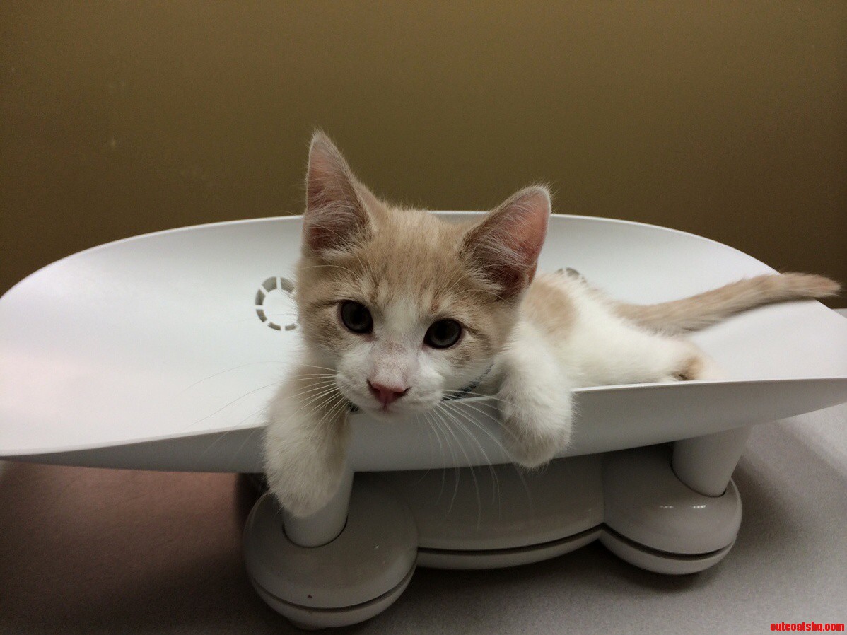 3 Lb 2 Oz of Pure Cuteness