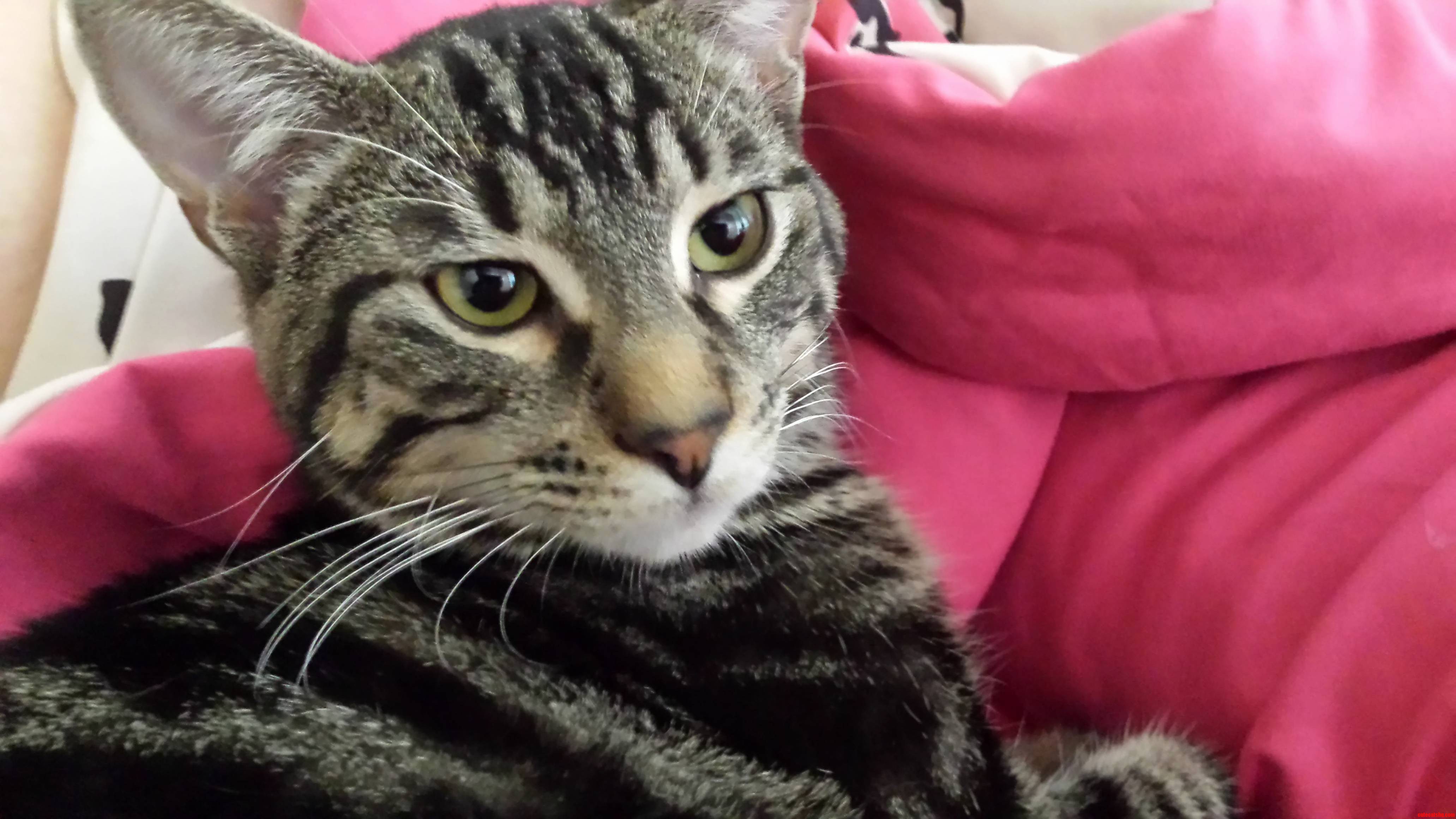 3 Year Old Decided to Name Our New Cat Dusty Pretty Spot on for Someone Who Doesnt Know What Dust Is.