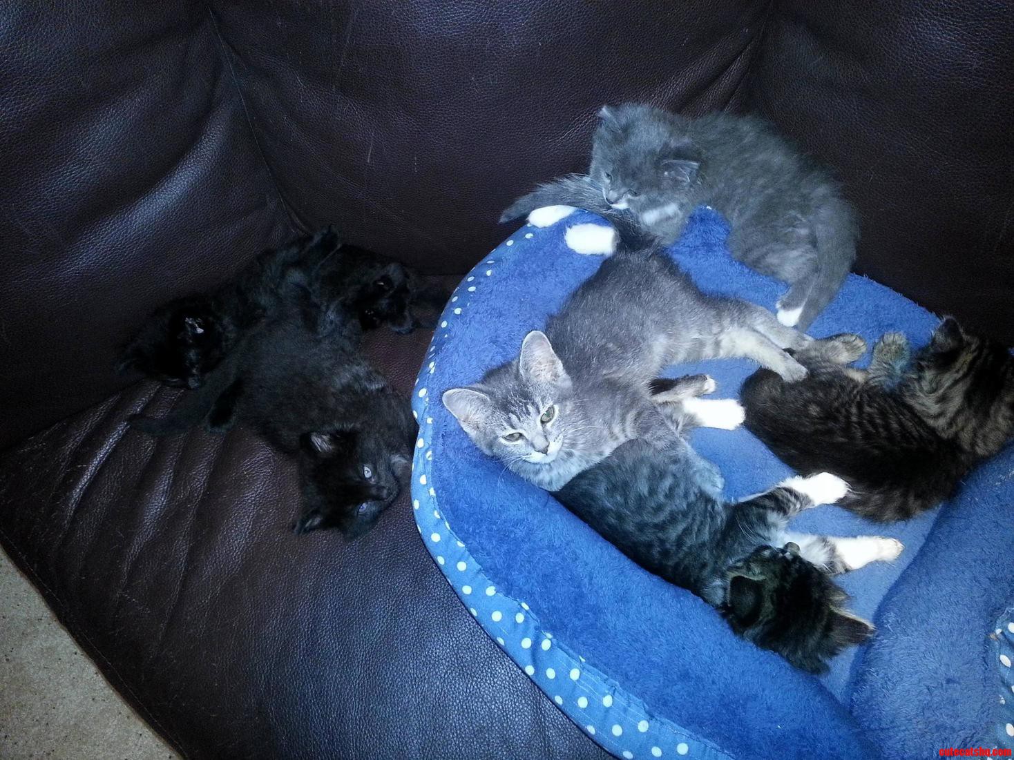 6 Kitten Pile Up - I Think I Will Join