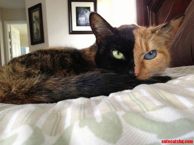 A Cat Divided